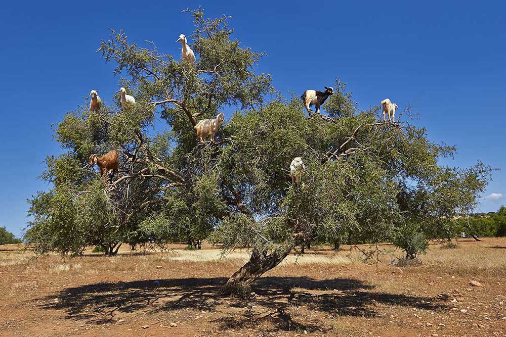 Goats in the argan landscape around Agadir